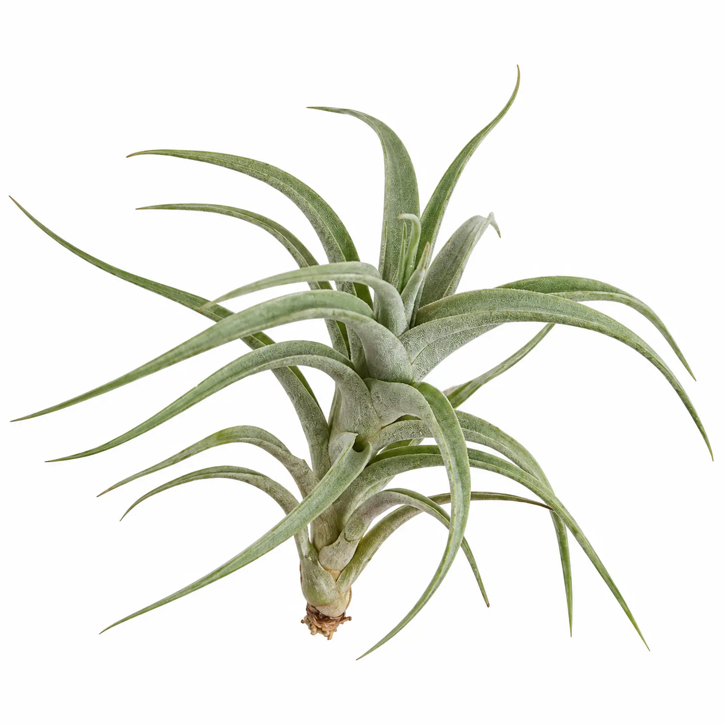 Tillandsia Albida - Planta Aérea - Air Plant 1