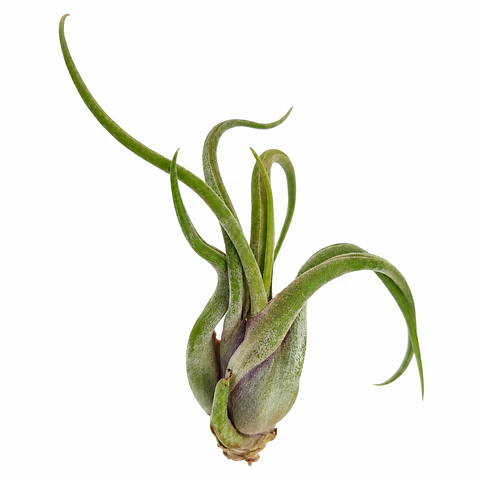 Tillandsia Caput Medusae