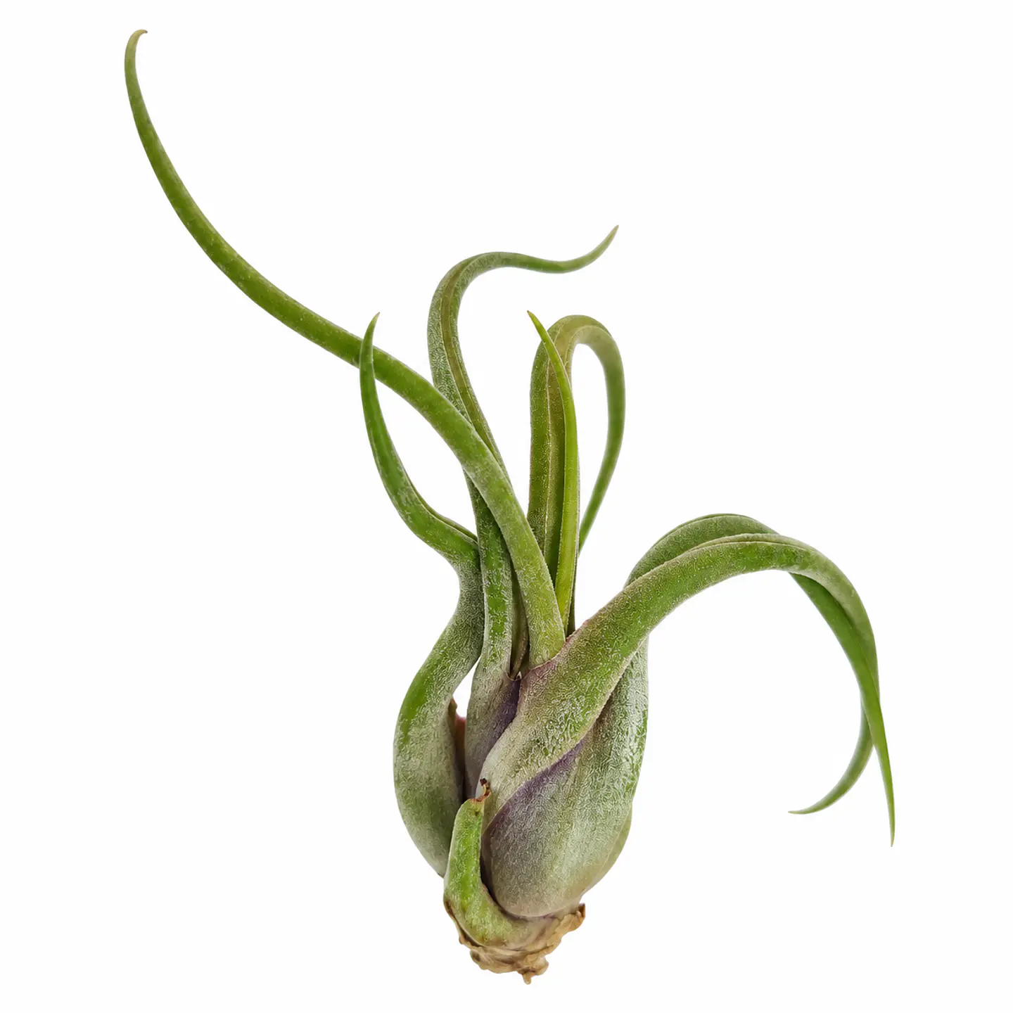 Tillandsia Caput Medusae 1