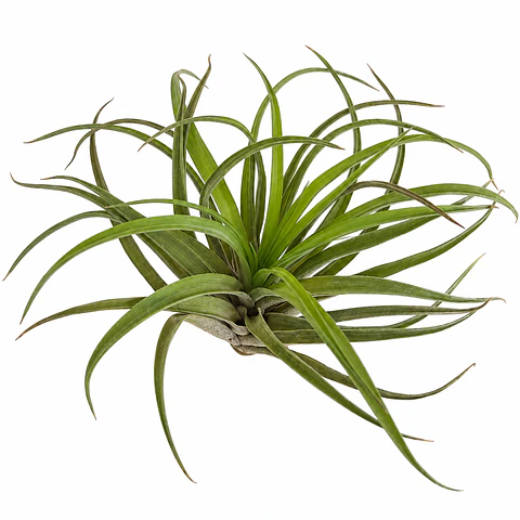 Tillandsia Velutina