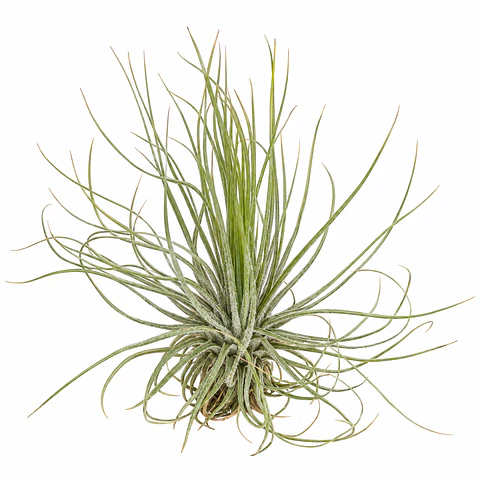Tillandsia Magnusiana