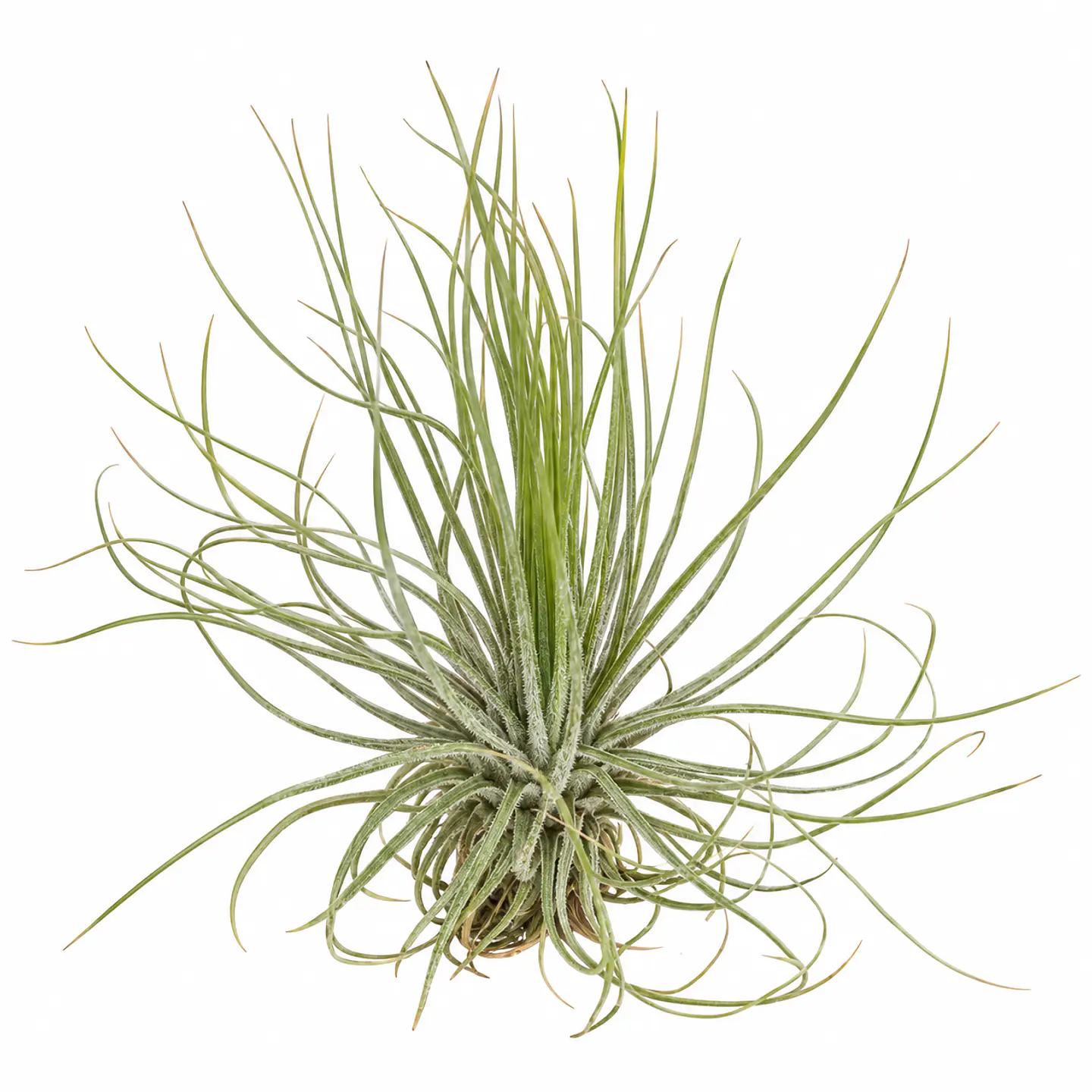Tillandsia Magnusiana 1