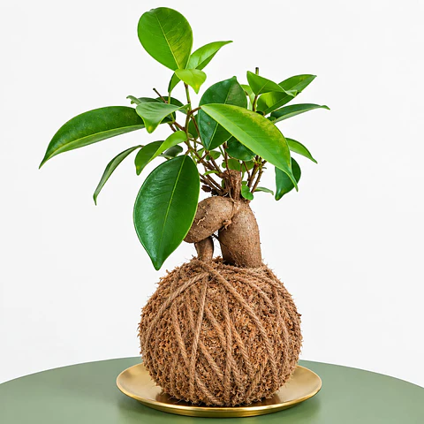 Kokedama Ficus Ginseng Bonsai