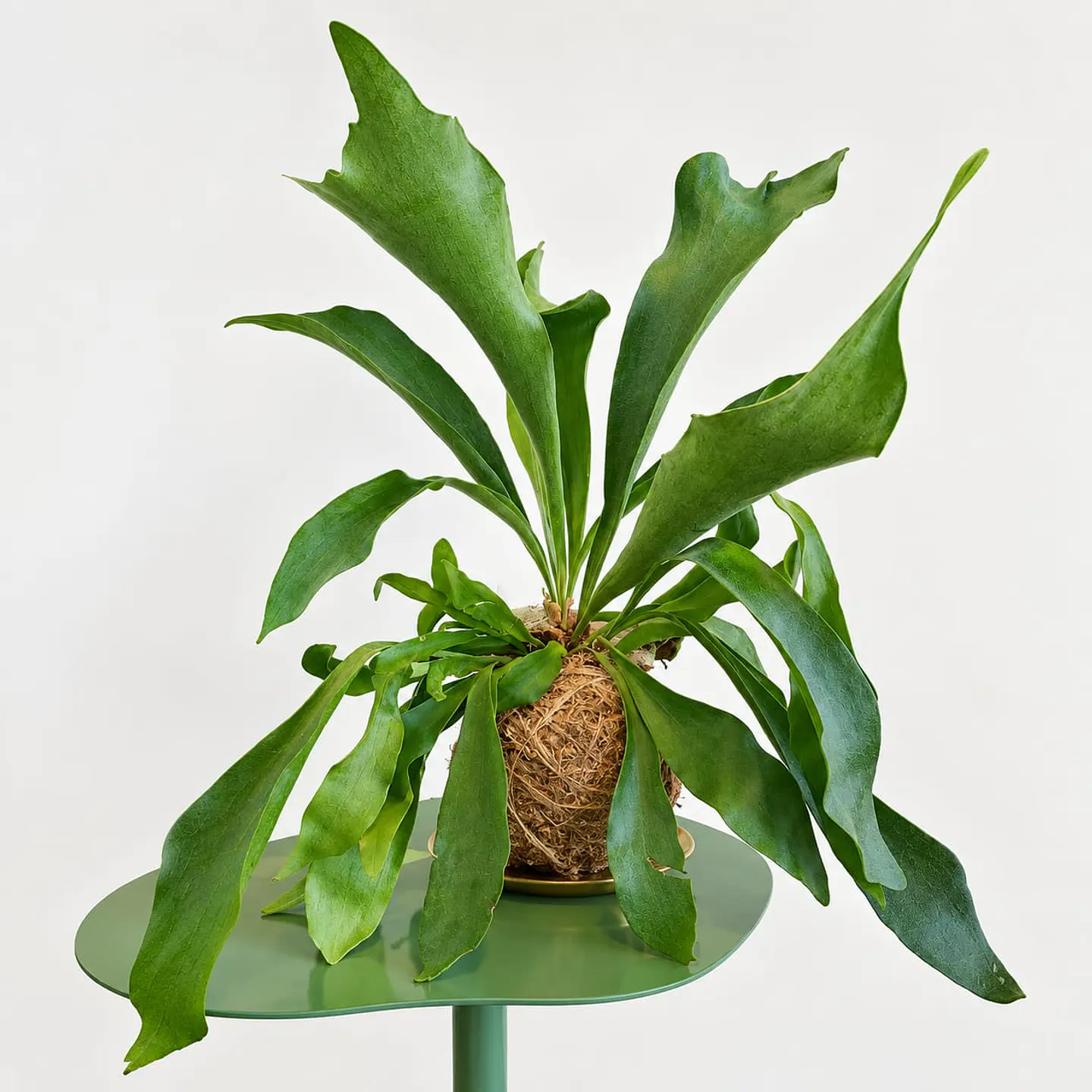 Kokedama Chifre de Veado 1