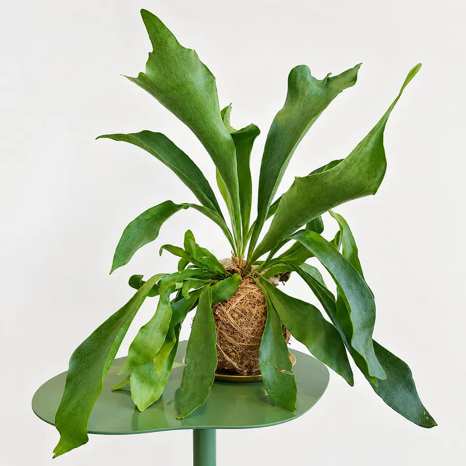 Kokedama Chifre de Veado 1