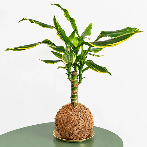 Kokedama Dracaena Lemon Lime