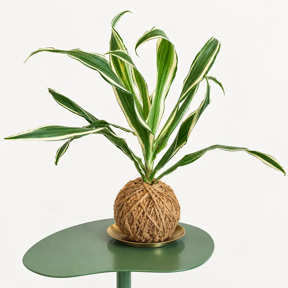Kokedama Dracaena Variegata 1