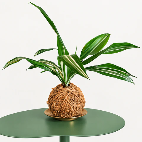 Kokedama Dracaena Variegata