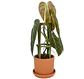 Soporte Modular para Plantas - Miniatura 1