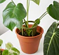 Soporte Modular para Plantas - Miniatura 6