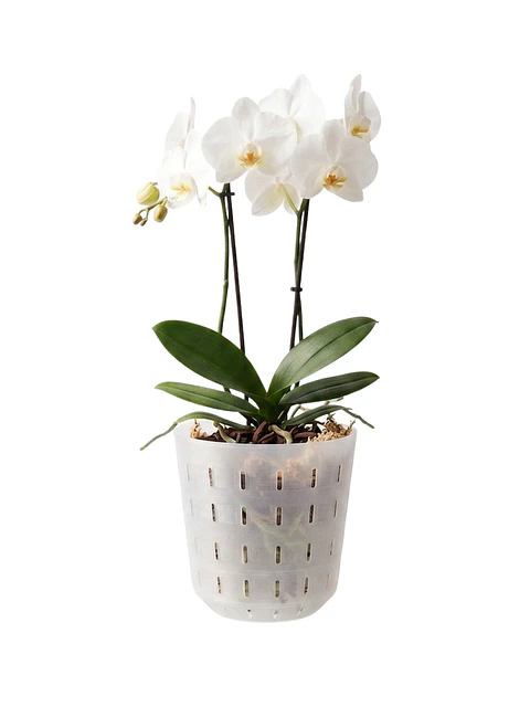 Maceta para Orquídeas