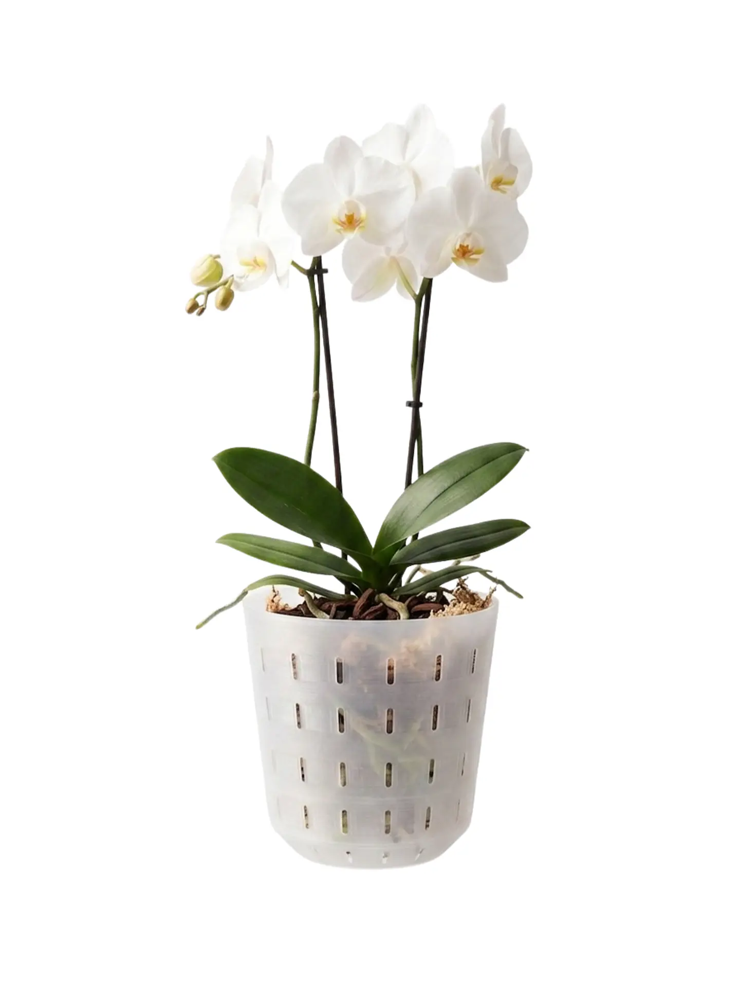 Maceta para Orquídeas 1