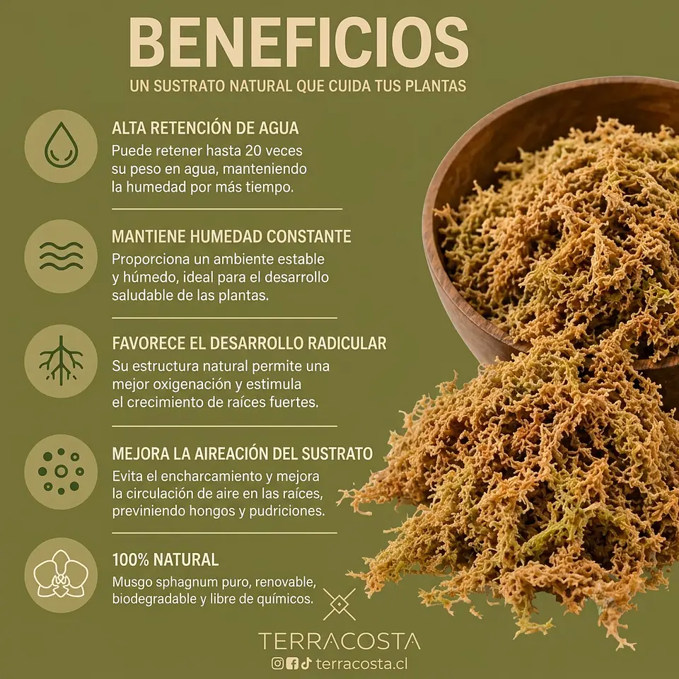 Musgo Sphagnum 4