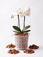 Chip de Coco 5 Litros - Miniatura 4