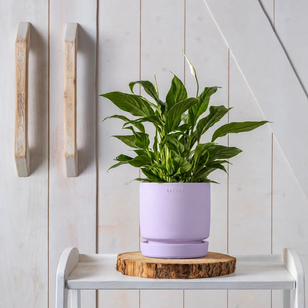Modern Ceramic Planter in Lilac 1