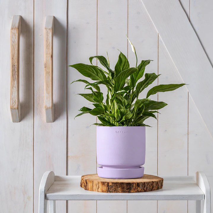 Modern Ceramic Planter in Lilac 1