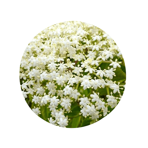 SAUCO (Sambucus nigra), 5 gr  aprox. - Presentación: (Flores Deshidratadas)
