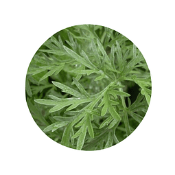 AJENJO (Artemisia absinthium), 20 gr aprox. - ﻿Presentación: (Tallo-Hojas-Flores) Deshidratado