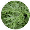 AJENJO (Artemisia absinthium), 25 gr aprox. - ﻿Presentación: (Tallo-Hojas-Flores) Deshidratado
