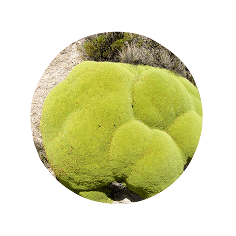 LLARETA (Laretia acaulis), 30 gr aprox. - Presentación: ﻿Toda la planta (champa) Deshidratada