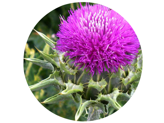 CARDO MARIANO, (Silybum marianum), 20 gr aprox. – Presentación: (Semillas , Tallos, flores) Deshidratado