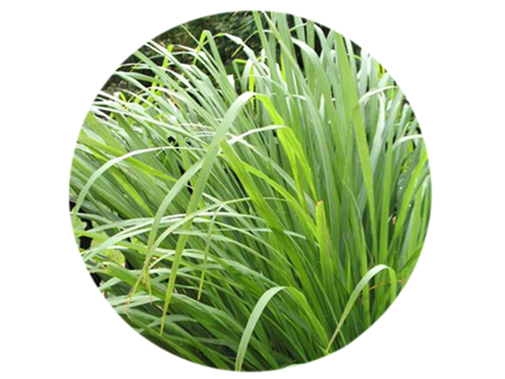 Hierba Luisa Lemon Grass