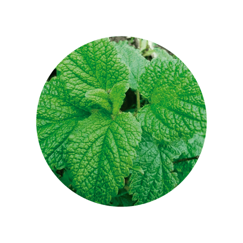 Toronjil cuyano / Marrubio (Marrubium vulgare L.) - 20 gr - Presentación: (Tallos y Hojas  deshidratados)