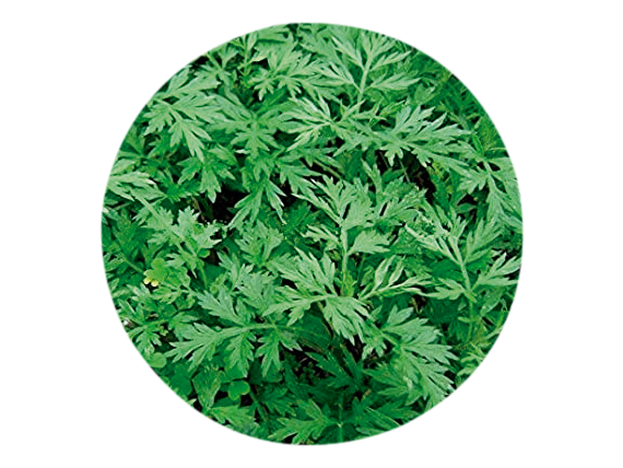 ARTEMISA / MATRICARIA (Tanacetum parthenium) - 20 gr aprox. - Presentación: (Tallo-Hojas-Flores) Deshidratado