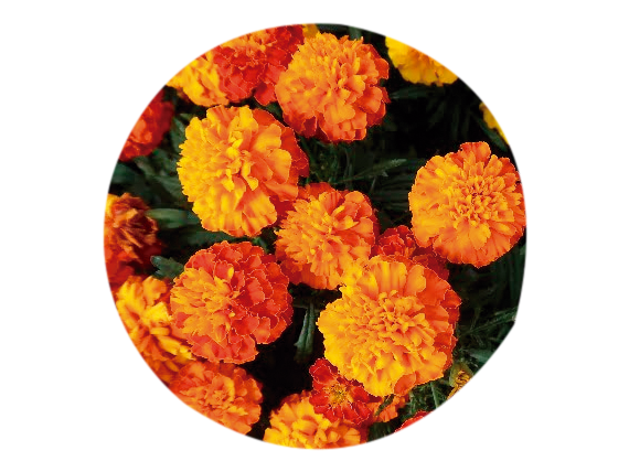 Caléndula (Calendula officinalis) - 20 gr - Presentación:...