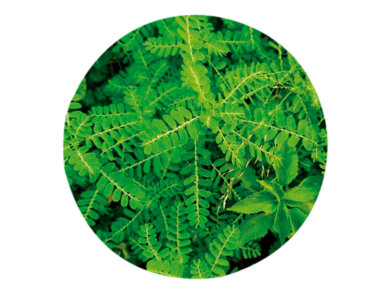 CHANCAPIEDRA (Phyllanthus niruri) -25 gr aprox. - Presenración: Hojas y Tallos deshidratados