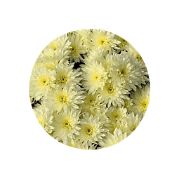 CRISANTEMOS (Chrysanthemum morifolium) - 20 gr -  aprox. - Presentación: Botones de flor deshidratados