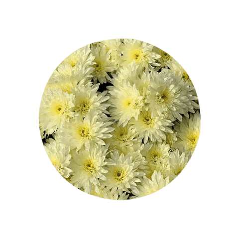 CRISANTEMOS (Chrysanthemum morifolium) - 20 gr -  aprox. - Presentación: Botones de flor deshidratados