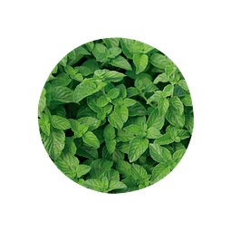 HIERBA BUENA (Mentha spicata) - 30 gr aprox. - Presentación: Hojas y Tallos picados deshidratados