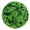HIERBA BUENA (Mentha spicata) - 30 gr aprox. - Presentación: Hojas y Tallos picados deshidratados