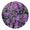 LAVANDA (Lavandula angustifolia) -  ﻿20 gr aprox. - Presentación: Tallo con hojas y flores, deshidratadas.