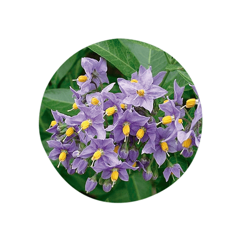 NATRE / TOMATILLO (Solanum ligustrinum) - 30 gr aprox. - Presentación: Hojas-Tallo Picado Deshidratado