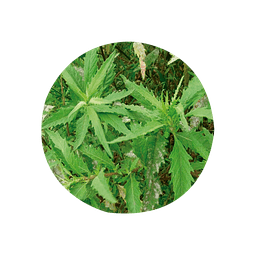 PAICO (Chenopodium chilense) - 30 gr aprox. -  ﻿Presentación: Hojas, Tallos Picados Deshidratados
