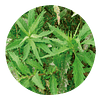 PAICO (Chenopodium chilense) - 30 gr aprox. -  ﻿Presentación: Hojas, Tallos Picados Deshidratados