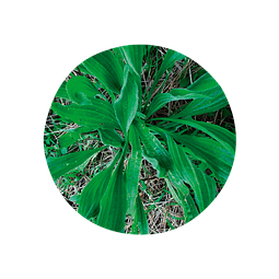 SIETE VENAS / LLANTEN MENOR / LLANTENCILLO (Plantago lanceolata) - 25 gr aprox. - Presentación: Hojas y Tallos Picados Deshidratados