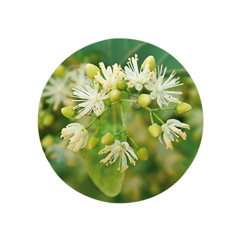TILO (Tilia cordata) - 10 gr aprox. -  Presentación: Flores-Hojas Deshidratadas
