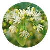 TILO (Tilia cordata) - 10 gr aprox. -  Presentación: Flores-Hojas Deshidratadas