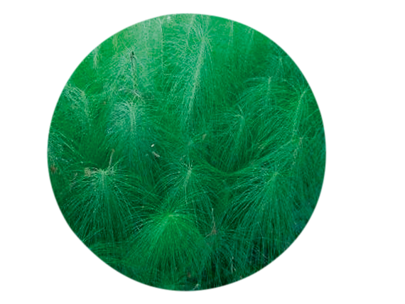 Ortiga - Herboterapia - Limpiaplata ~ Yerba de la plata ~ Equisetum  bogotense . . Esta es una planta de una familia botánica muy antigua, de  estructura simple y de uso medicinal