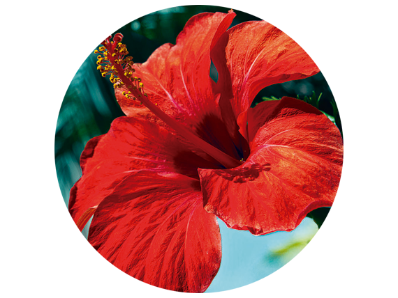 Flor de Jamaica (50g) Ambrosía