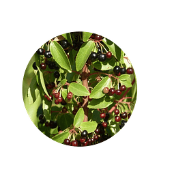 HOJAS  de MAQUI DESHIDRATADO, Aristotelia chilensis , 10 gr apróx. - Presentación: Hojas Deshidratadas