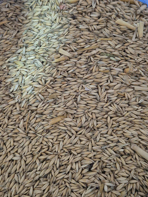 Avena 25 KG