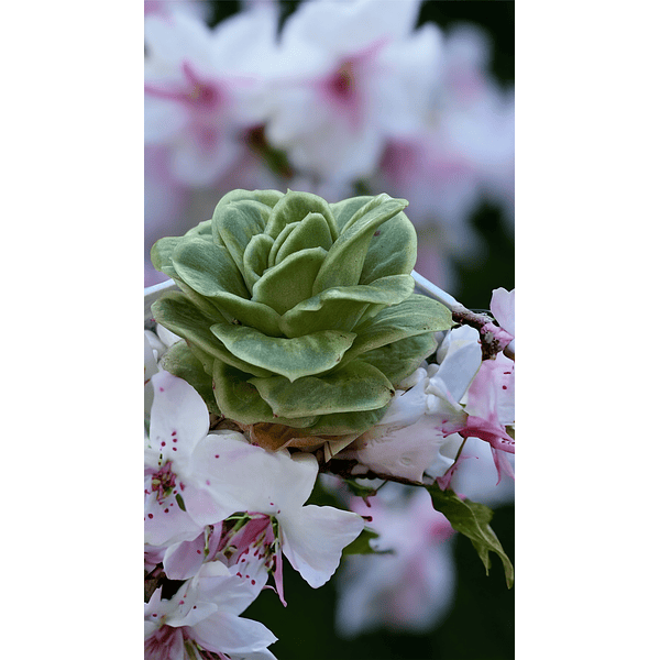 Echeveria Ice Rose variegada