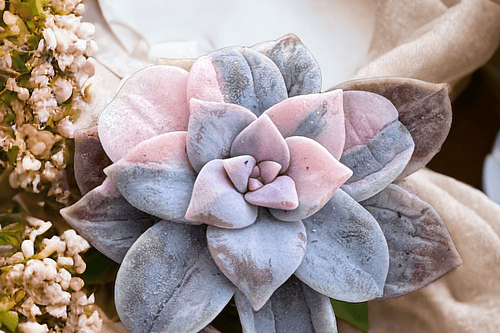 Graptopetalum pentadrum variegado superbum