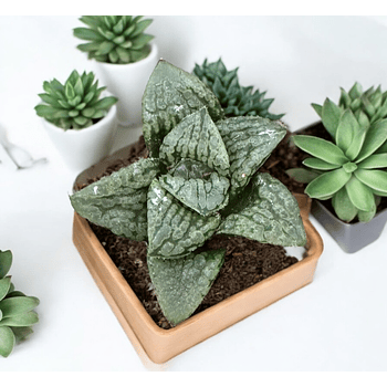 Haworthia Picta 'Ozawa'