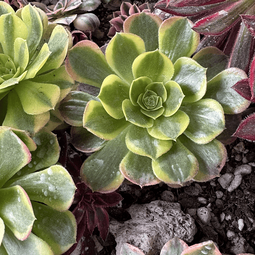 Aeonium milk variegado 