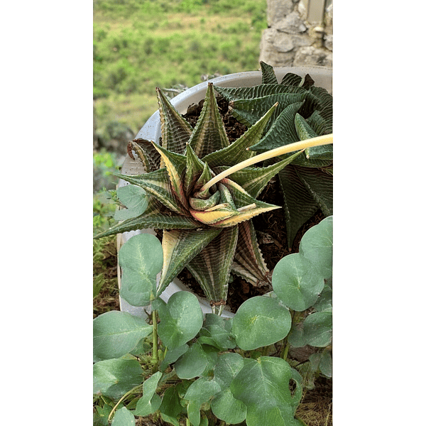 Limifolia Variegada,- C